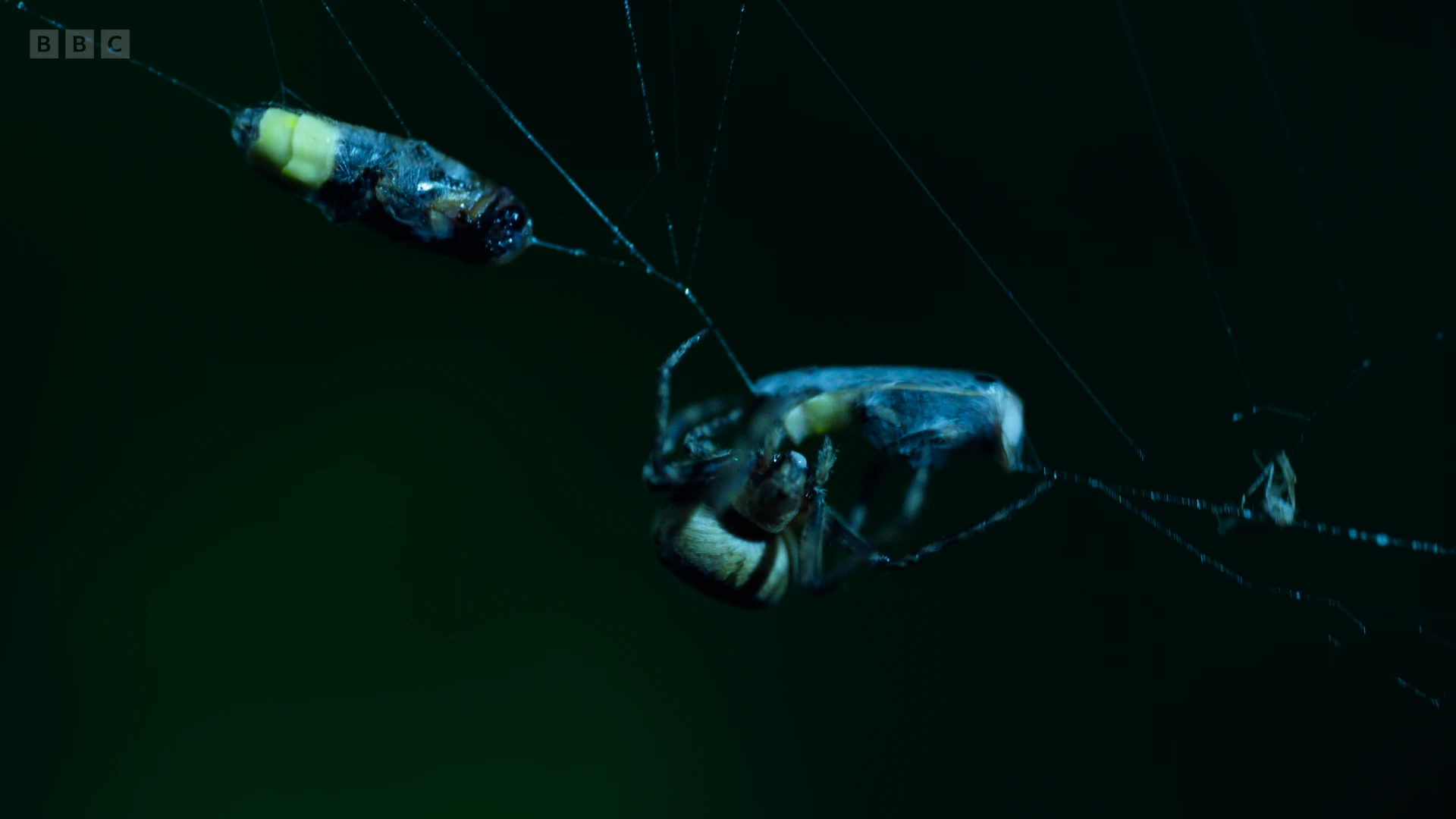 Humpbacked orb-weaver spider (Eustala anastera) as shown in Seven Worlds, One Planet - North America
